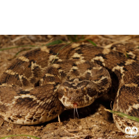 گونه مار جعفری Saw- scaled Viper